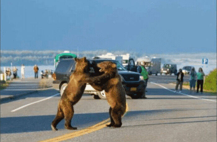 Two bears wrestling on a road with onlookers and cars in the USA, showcasing different photos of the USA.