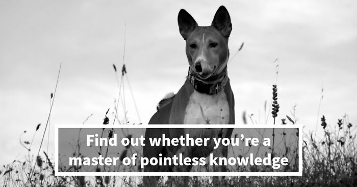 “Can You Outsmart These Useless Facts?”: Ace This 20-Question Weird General Knowledge Quiz