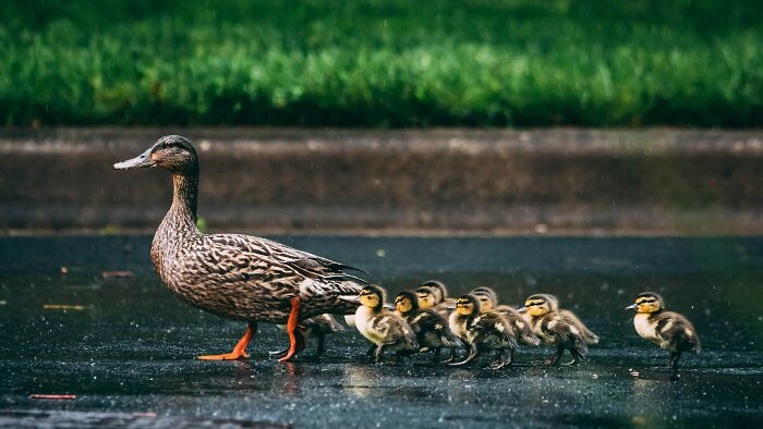 A mother duck leading her ducklings across a wet road, showcasing interesting facts about animal behavior.