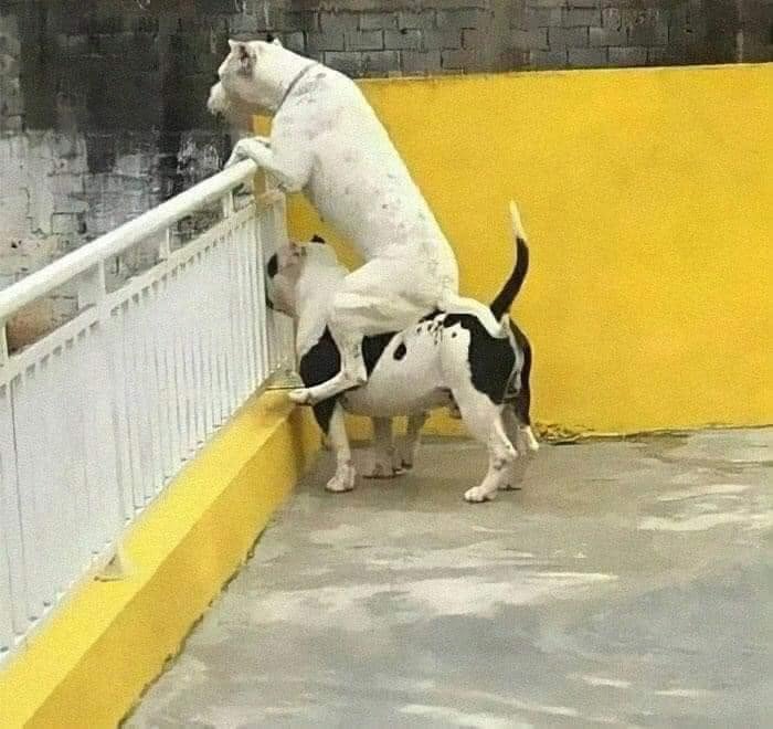 Two dogs in a funny meme, one standing on the other to look over a fence, shared by dog memes galore.