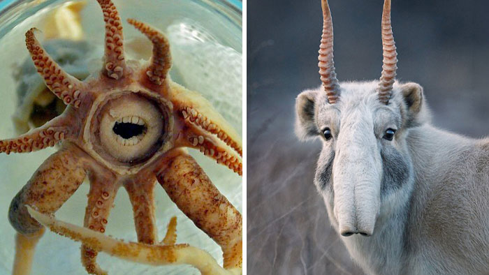 105 Fantastical Animals You Probably Won’t Believe Exist (New Pics)