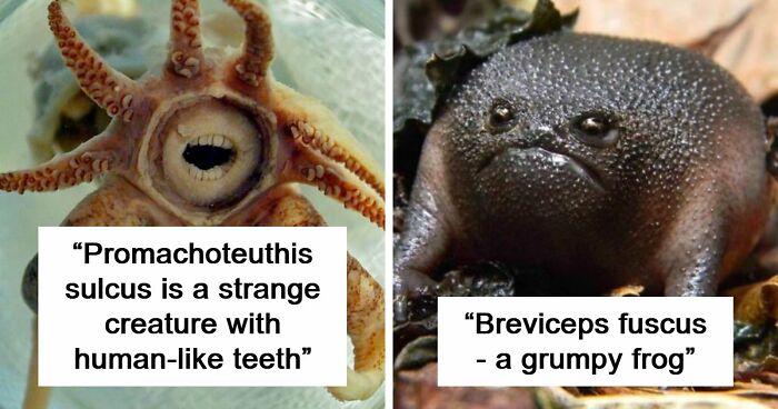 105 Fantastical Animals You Probably Won’t Believe Exist (New Pics)