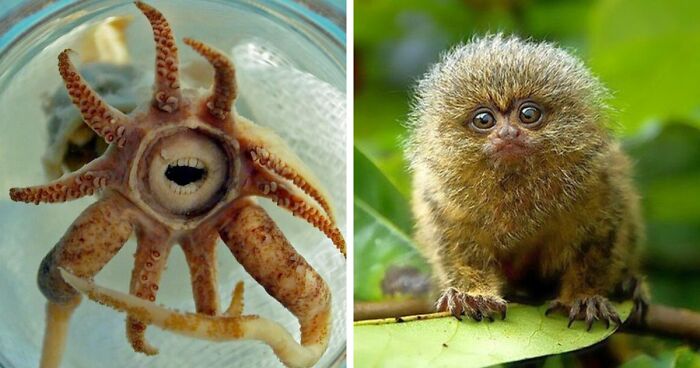 105 Fantastical Animals You Probably Won’t Believe Exist (New Pics)
