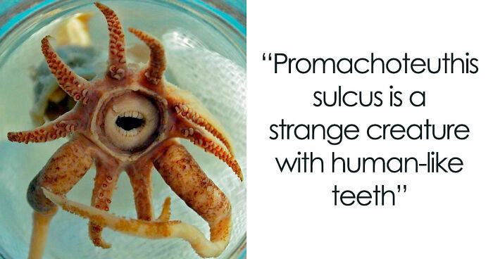 105 Fantastical Animals You Probably Won’t Believe Exist (New Pics)