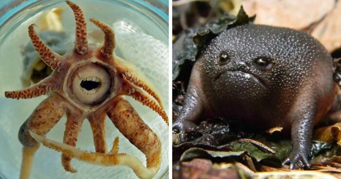 105 Fantastical Animals You Probably Won’t Believe Exist (New Pics)