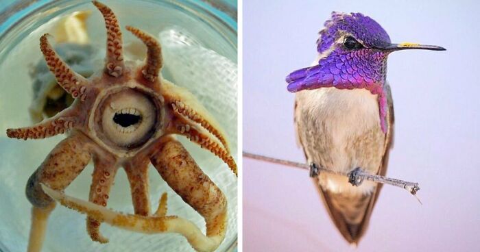 105 Fantastical Animals You Probably Won’t Believe Exist (New Pics)