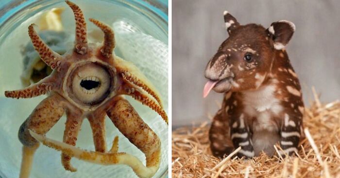 105 Fantastical Animals You Probably Won’t Believe Exist (New Pics)