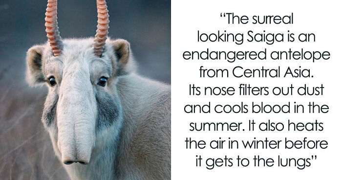 105 Fantastical Animals You Probably Won’t Believe Exist (New Pics)