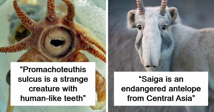 105 Fantastical Animals You Probably Won’t Believe Exist (New Pics)