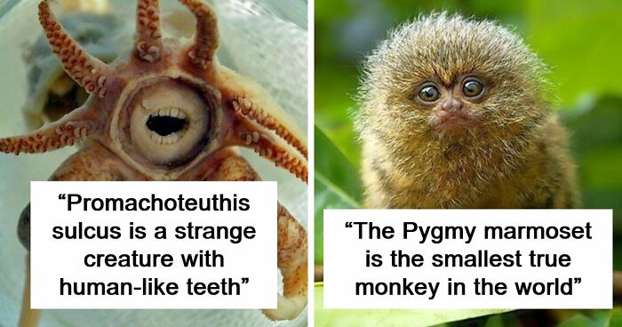 105 Fantastical Animals You Probably Won’t Believe Exist (New Pics)