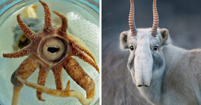 105 Fantastical Animals You Probably Won’t Believe Exist (New Pics)