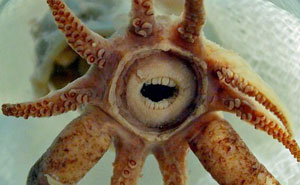 105 Fantastical Animals You Probably Won’t Believe Exist (New Pics)