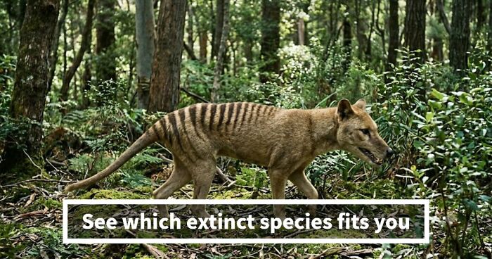 “Are You A Dodo Or A Mammoth?” This 20-Question Quiz Reveals The Extinct Species You Would Have Been