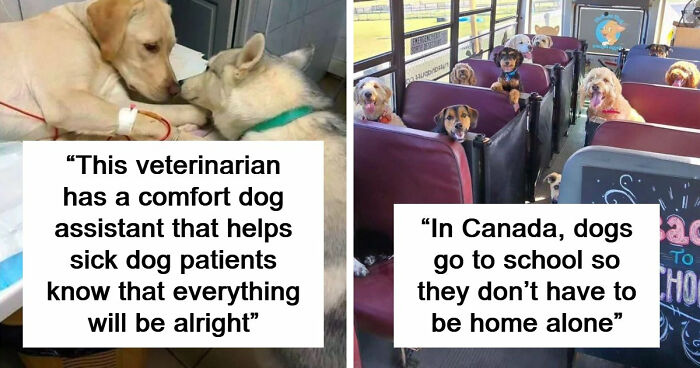 If You Are Having A Bad Day, These 80 Aww-Worthy Photos And Stories May Lift Your Spirits