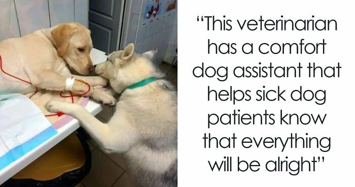 If You Are Having A Bad Day, These 80 Aww-Worthy Photos And Stories May Lift Your Spirits