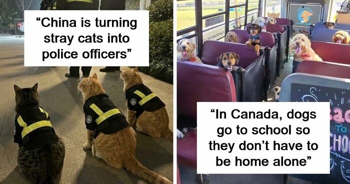 If You Are Having A Bad Day, These 80 Aww-Worthy Photos And Stories May Lift Your Spirits