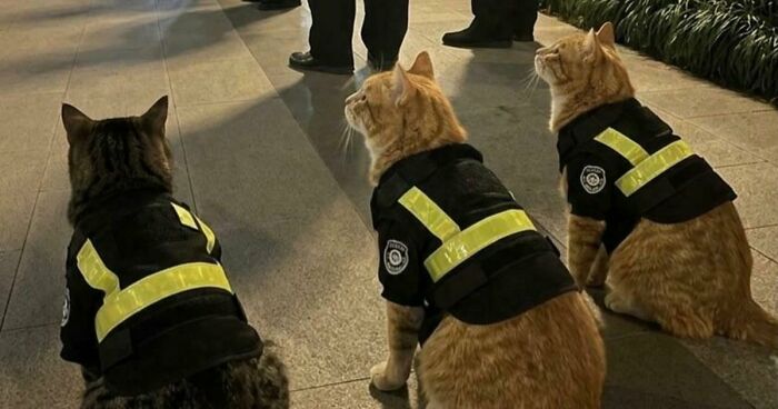 If You Are Having A Bad Day, These 80 Aww-Worthy Photos And Stories May Lift Your Spirits