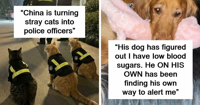 If You Are Having A Bad Day, These 80 Aww-Worthy Photos And Stories May Lift Your Spirits
