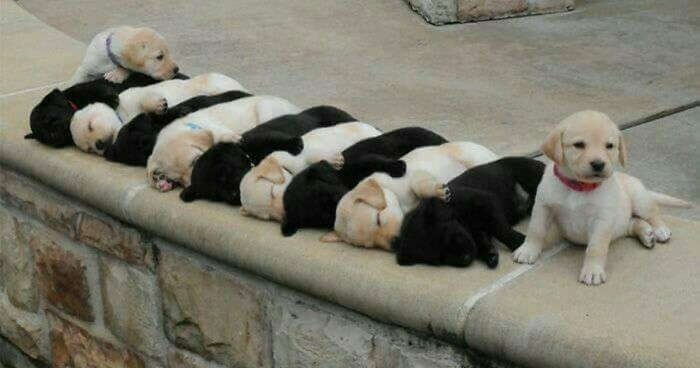 If You Are Having A Bad Day, These 80 Aww-Worthy Photos And Stories May Lift Your Spirits