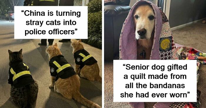 If You Are Having A Bad Day, These 80 Aww-Worthy Photos And Stories May Lift Your Spirits