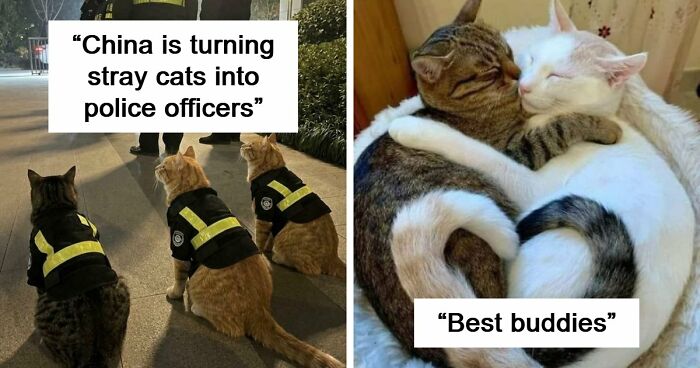 If You Are Having A Bad Day, These 80 Aww-Worthy Photos And Stories May Lift Your Spirits