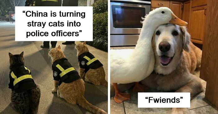 If You Are Having A Bad Day, These 80 Aww-Worthy Photos And Stories May Lift Your Spirits