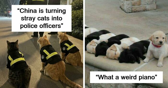 If You Are Having A Bad Day, These 80 Aww-Worthy Photos And Stories May Lift Your Spirits