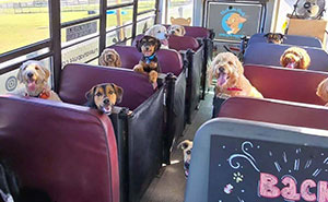 If You Are Having A Bad Day, These 80 Aww-Worthy Photos And Stories May Lift Your Spirits