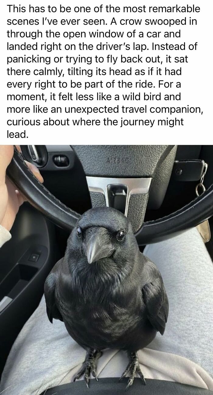 A crow calmly sitting on a person's lap in a car, an unexpected yet wholesome encounter.