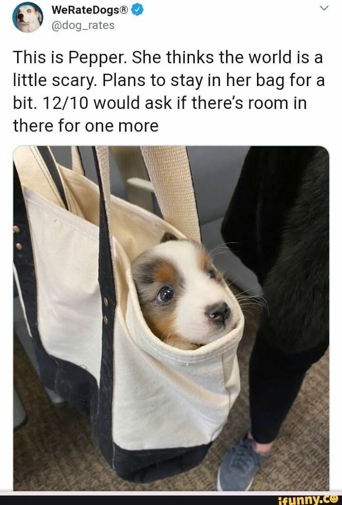 A tiny puppy peeking out of a cloth bag, looking wholesome and adorable.