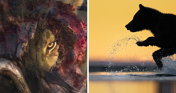 24 Winning Shots From The Artist Gallery’s 2026 Wildlife Photography Contest