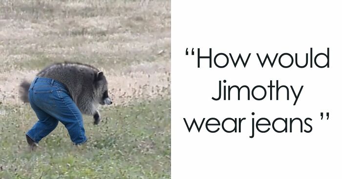 23 Memes That Capture The World’s Unhinged Obsession With An Unusually Shaped Raccoon Named “Jimothy”