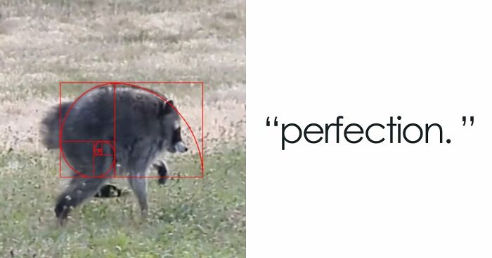 23 Memes That Capture The World’s Unhinged Obsession With An Unusually Shaped Raccoon Named “Jimothy”