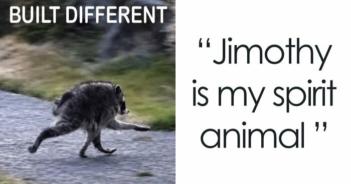 23 Memes That Capture The World’s Unhinged Obsession With An Unusually Shaped Raccoon Named “Jimothy”