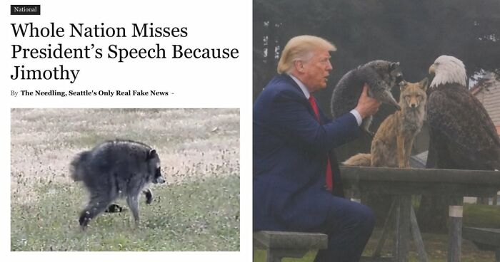 23 Memes That Capture The World’s Unhinged Obsession With An Unusually Shaped Raccoon Named “Jimothy”