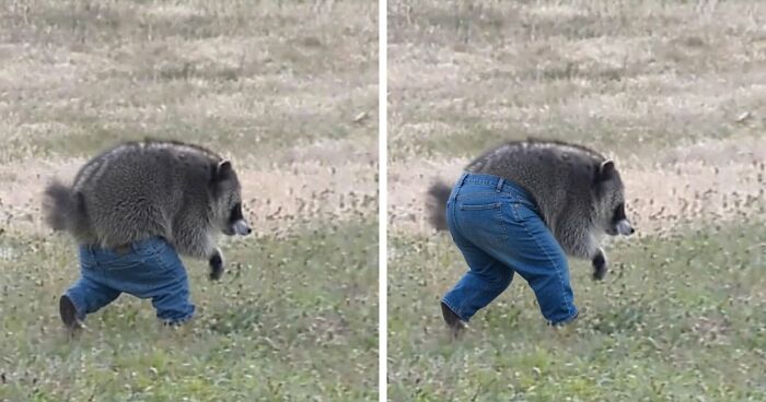 23 Memes That Capture The World’s Unhinged Obsession With An Unusually Shaped Raccoon Named “Jimothy”