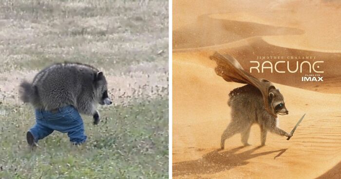 23 Memes That Capture The World’s Unhinged Obsession With An Unusually Shaped Raccoon Named “Jimothy”