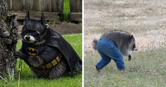 23 Memes That Capture The World’s Unhinged Obsession With An Unusually Shaped Raccoon Named “Jimothy”