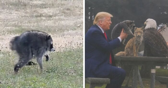 23 Memes That Capture The World’s Unhinged Obsession With An Unusually Shaped Raccoon Named “Jimothy”