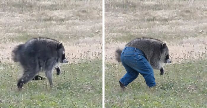 23 Memes That Capture The World’s Unhinged Obsession With An Unusually Shaped Raccoon Named “Jimothy”