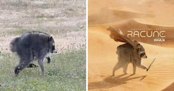 23 Memes That Capture The World’s Unhinged Obsession With An Unusually Shaped Raccoon Named “Jimothy”