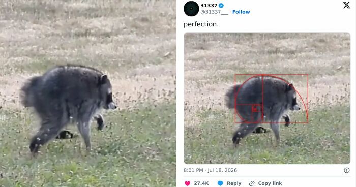 23 Memes That Capture The World’s Unhinged Obsession With An Unusually Shaped Raccoon Named “Jimothy”
