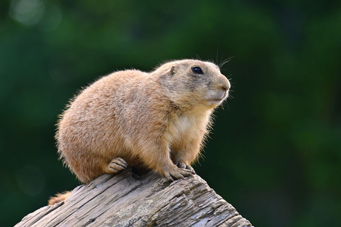 A prairie dog sitting on a log, highlighting wild animals that are not as adorable as they look.