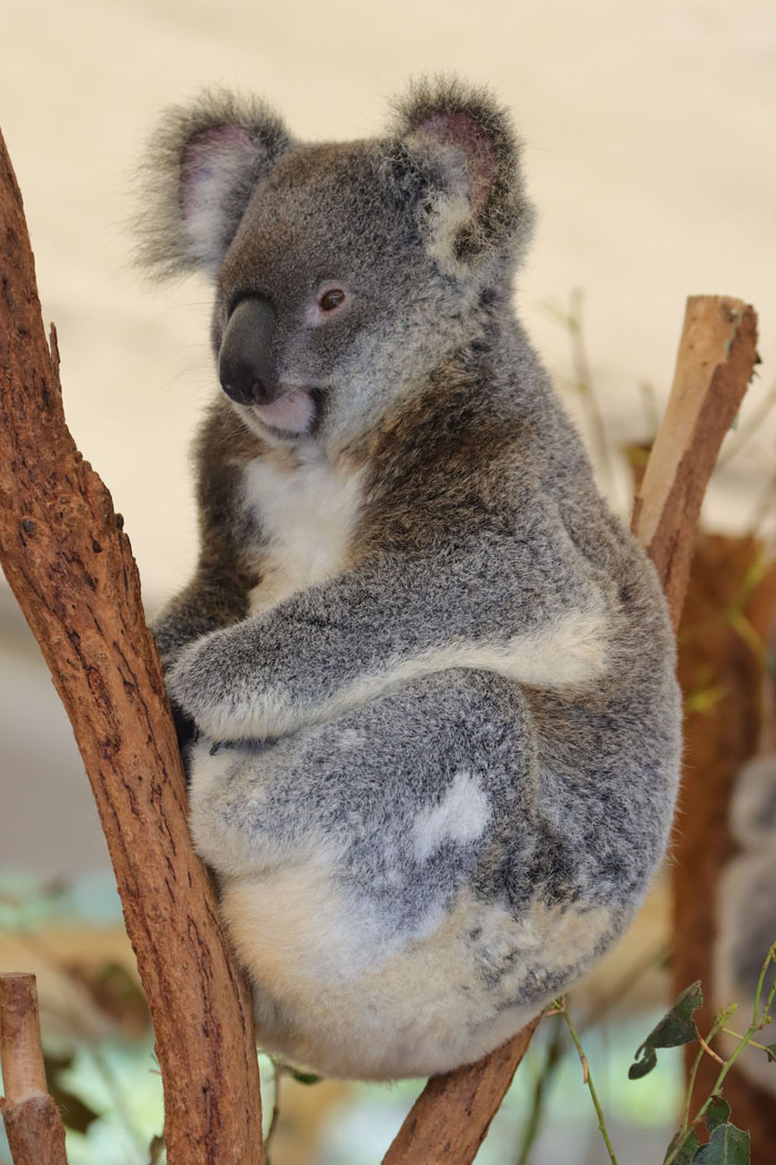 A koala, a wild animal not as adorable as it looks, perched on a tree branch.