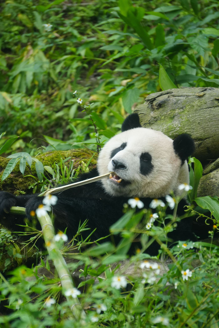 A giant panda, a wild animal, lying in green foliage and eating bamboo, not as adorable as it looks.