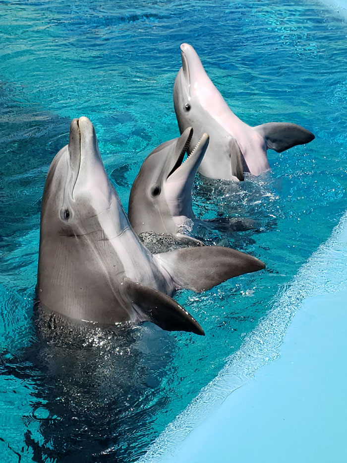 Three dolphins, wild animals, with their heads out of the water, not as adorable as they look.