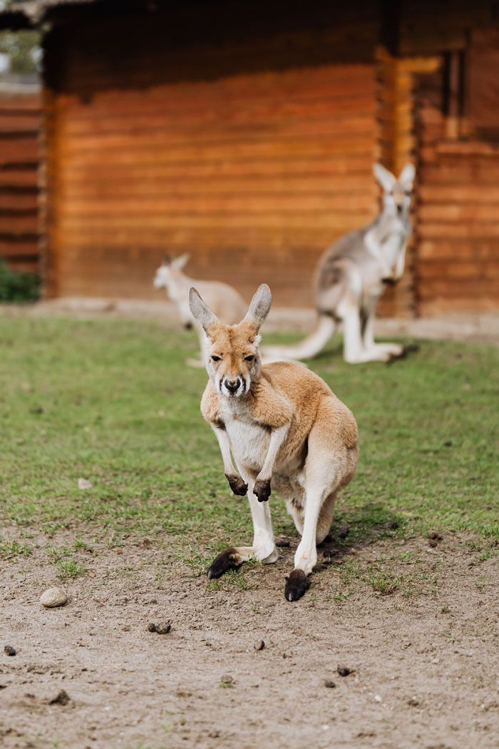 A wild kangaroo with another blurred in the background. These wild animals are not as adorable as they look.