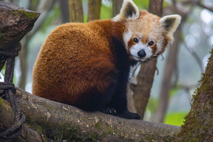 A red panda perched on a tree branch, observing its surroundings, as a wild animal not as adorable as it looks.