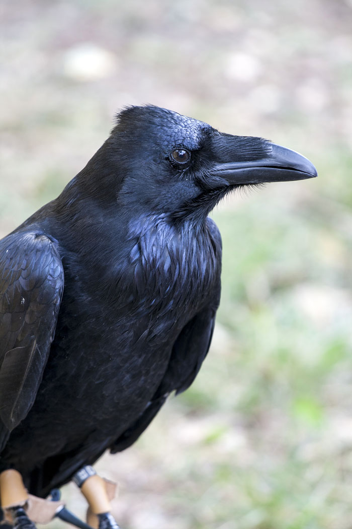 A black raven with glossy feathers, an example of wild animals that are not as adorable as they look.