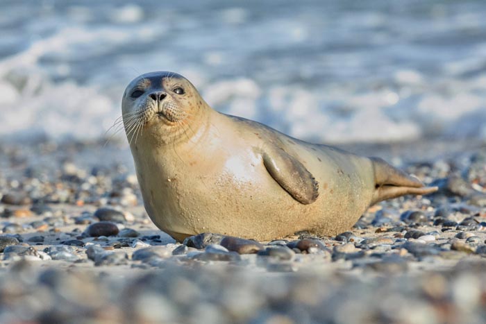 A harbor seal resting on a rocky beach, among the wild animals that are not as adorable as they look.